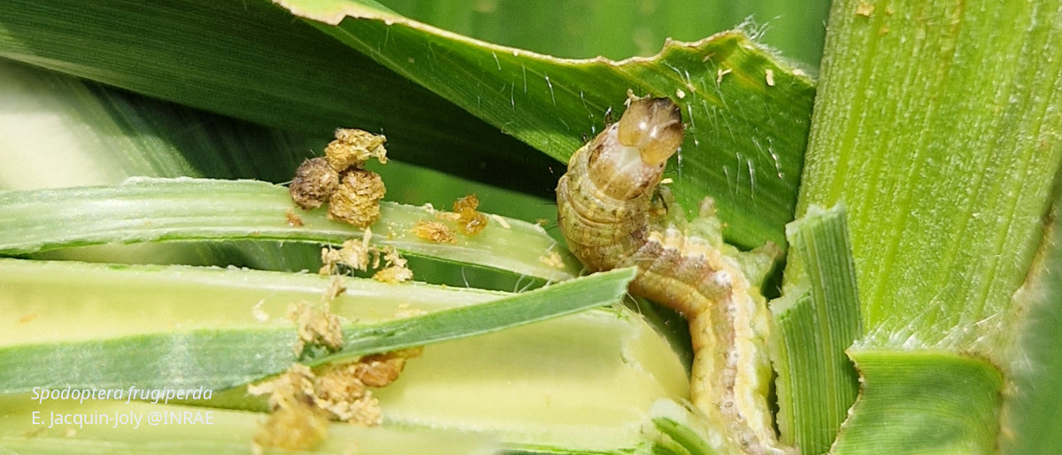 S.frugiperda